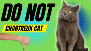 7 Reasons You SHOULD NOT Get a Chartreux Cat