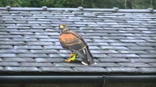 Oswald The Harris Hawk Flying Free For The First Time HD