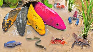 Most Amazing Hunt Crocodiles, Colorful Ornamental Fish, Koi Fish, Goldfish, Boesemani RainbowFish by Scoopy Toys_ 1,386 views 1 month ago 11 minutes, 3 seconds