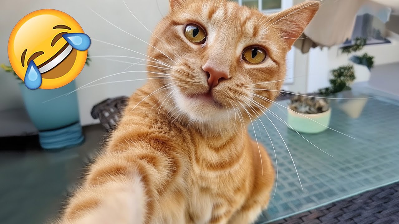 Os animais mais engraçados que vão fazer você chorar de rir 🤣 - YouTube