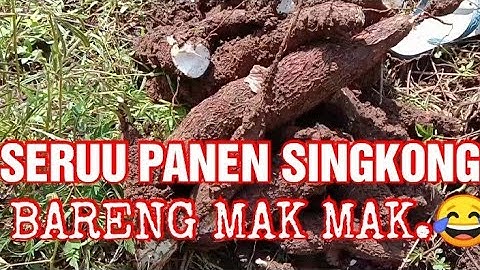 SERUU PANEN SINGKONG BERSAMA EMAK EMAK..😂