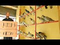 دوکان سخاوت و کفتر های هرات ۱۰۰ کفتر پرشی تازه رسید دوکان ابراهیم هراتی سار باز هرات Wazha دوکان سخاوت و کفتر های هرات ۱۰۰ کفتر پرشی تازه رسید دوکان ابراهیم هراتی سار باز هرات Wazha