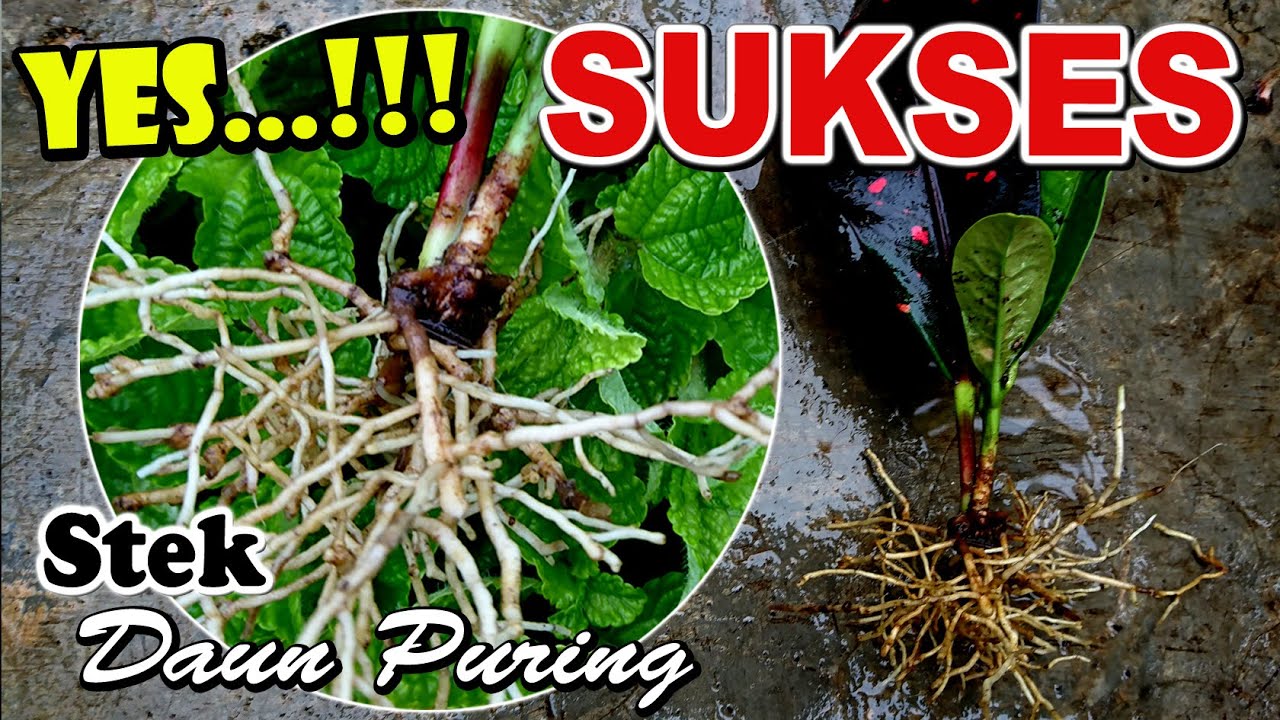 Hasil Stek Daun Puring - SUKSES.....!!!! Bisa Tumbuh Tunas 