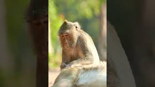 #monkey #animals #babymonkey #cute #funny #wildlife #nature #baby #monkeybaby