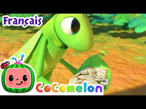 La cigale et la fourmi  | CoComelon en Français | Chansons pour bébés