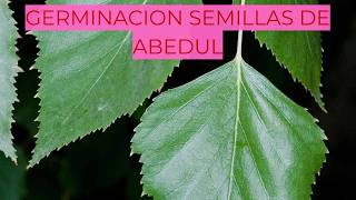 Cómo Germinar Semillas de Abedul // Guía Paso a Paso para Principiantes