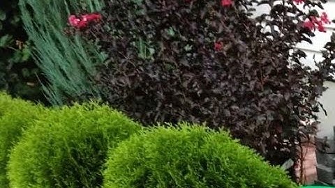 How to Prune Black Diamond Crape Myrtles