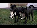 Adorable Kitten Rescue with Cane Corsos - Lives Saved