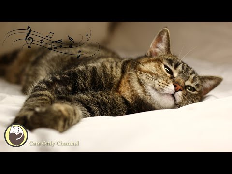 Music for Cats - Relaxing Sleep Music & Stress Relief / Peaceful Piano Music to Calm Cats