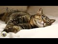 Music for Cats - Relaxing Sleep Music &amp; Stress Relief / Peaceful Piano Music to Calm Cats