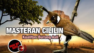 🔴 Cililin Gacor Pancingan Segala Macam Burung Dijamin Gacor Kristal