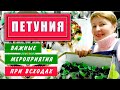 🌱🌺ЦВЕТОВОД! не проспи ПЕТУНЬИ всход! Первые важные  мероприятия при всходах ПЕТУНИИ!