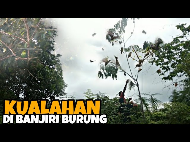 MIKAT BURUNG CUCAK IJO DI GUNUNG | BIKIN PEMIKAT SESAK class=