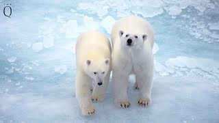 Luxury Cruise to the Arctic. Svalbard | Spitsbergen | Longyearbyen