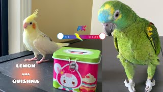 Соревнование интеллекта: Green Birb VS Yellow Birb