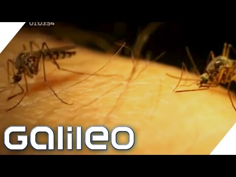 Video: Woher kommen Mücken?