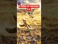 This Bird Fakes Injury to Save Its Babies 😳‎#birds #facts #gyanfactor #shorts 🕊️🦅