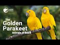 The Golden Parakeet or Golden Conure