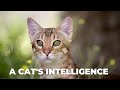 A cat&#39;s intelligence