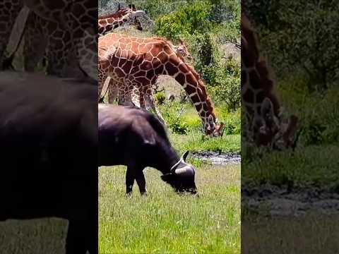 Wildlife Wonders: Giraffe