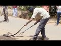 Cobra Capture and Handling Scenarios