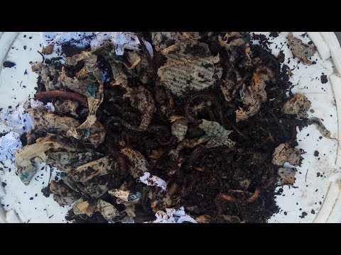 как сохранить червя в жару на рыбалке и в гараже