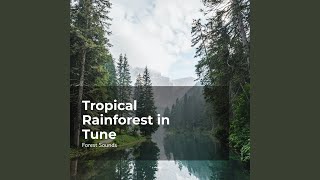 Hushed Forest Medley