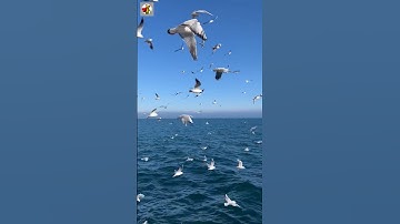 Flying Seagulls Sound | Seagull birds #shorts