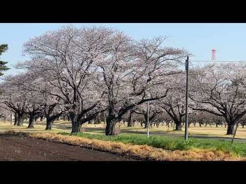 【古河市】八俣送信所の桜