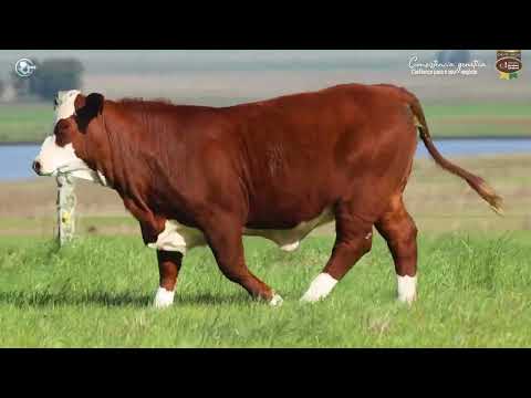 LOTE 64 - TAT FIV14 F Braford