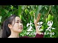 生芒果可做菜，在云南可以凉拌也可炒牛肉，你们吃过吗？【滇西小哥】