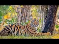Sub-Adult Tiger practicing his hunting skills | Kolara Tadoba |
