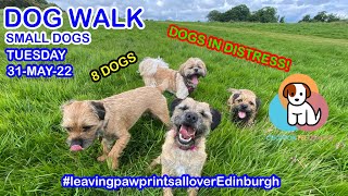 Dogs in distress! 💙🧡❤️ Jubilee Week Dog Walk #leavingpawprintsalloverEdinburgh - 31/05/2022