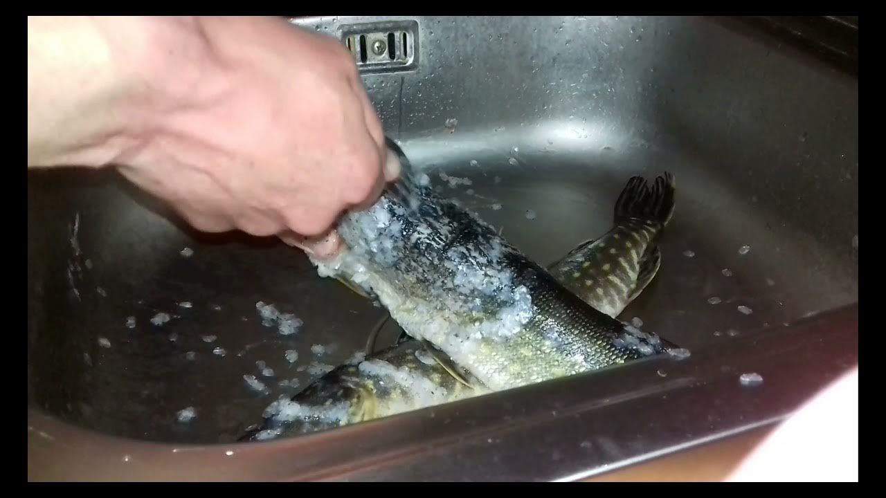 Как почистить щуку зимой. How to remove scales from a frozen pike. - Смотреть ви