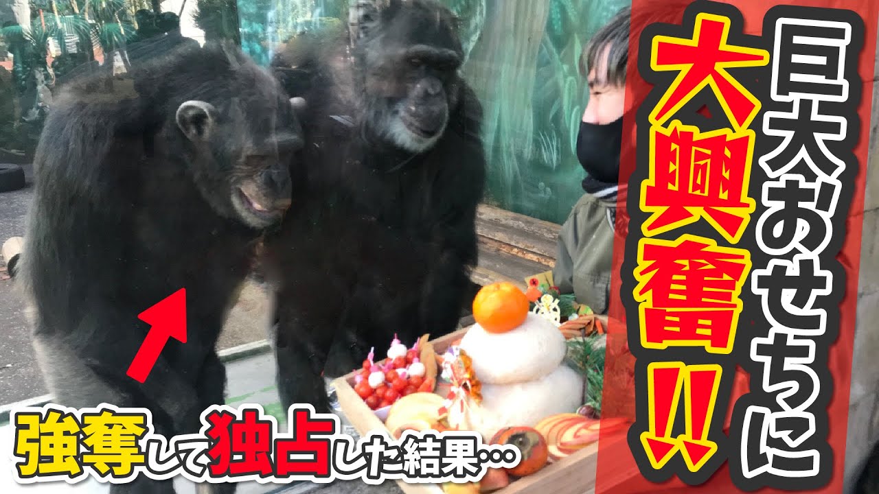 伊豆シャボテン動物公園 伊豆シャボテン公園 チンパンジー 記念メダル