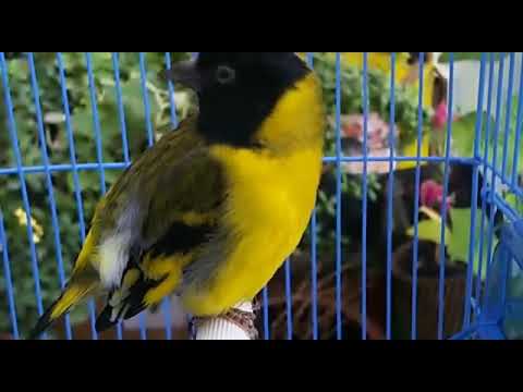 تغريد سيسكن اخضر حسون ماجلان