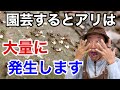 【そのままではヤバイ】アリ・シロアリの効果的な退治の仕方教えます                                 【カーメン君】【園芸】【ガーデニング】