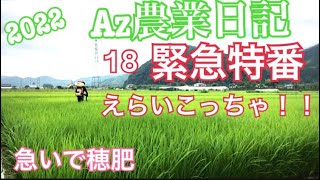 Az農業日記18 緊急特番！！えらいこっちゃ！！緊急穂肥！油断してたわ！