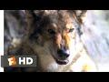 Alpha (2018) - A Peace Offering Scene (4/10) | Movieclips