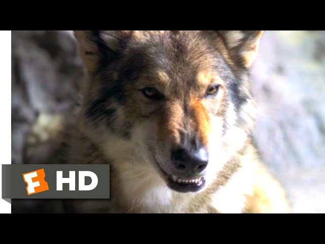 Alpha (2018) - A Peace Offering Scene (4/10) | Movieclips class=