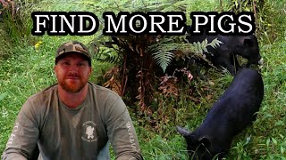 How NZ Wild Pigs Change Throughout the Seasons | Hunting Pigs Without Dogs