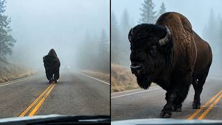 The Most Terrifying Roadblock