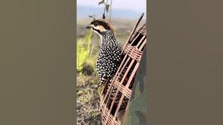 Tiếng chim đa đa mồi kích bổi hiệu quả# nghe bao phê#