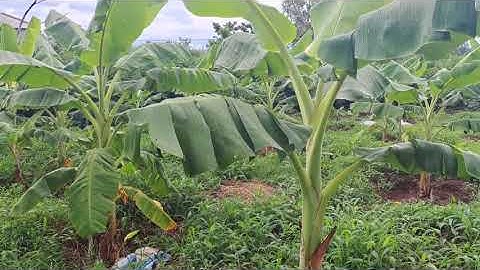 Chia sẻ kỹ thuật bón phân chuồng cho cây chuối tây || Anh Quân TV