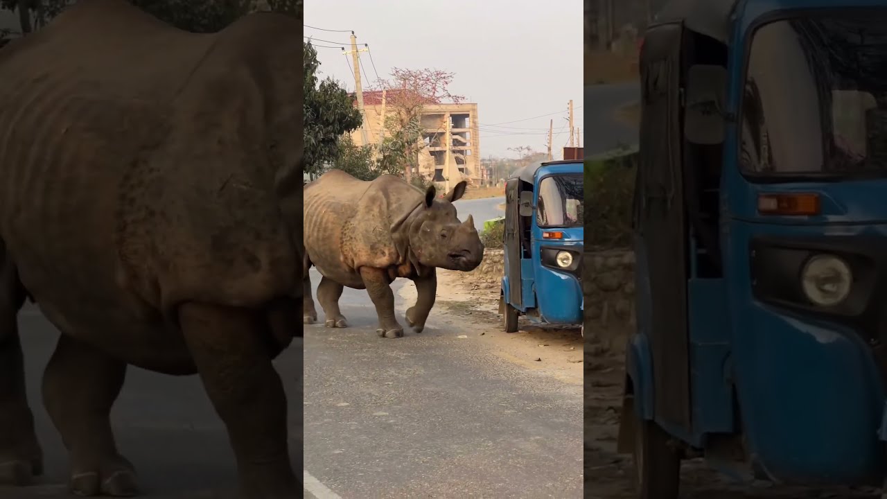 Huge Rhino Spotted Running Down The Street Shorts