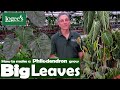 Fabulous Big-Leaf Philodendrons That Do Well in Low-Light ~ Black Gold and Sodiroi