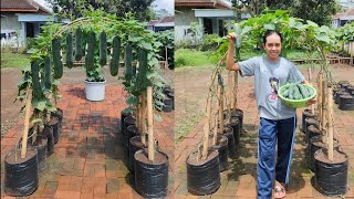 cara menanam timun supaya berbuah lebat || how to grow cucumber from seed to harvest