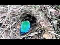 Blue-winged Pitta Feeding Big Earthworms to Baby Chicks (3) – Bird Nest in Underground Hole (Ep66)