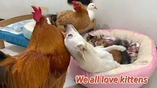The Dog Stopped The Rooster And Rabbit From Disturbing The Kittens Sleep So Heartwarming So Funny
