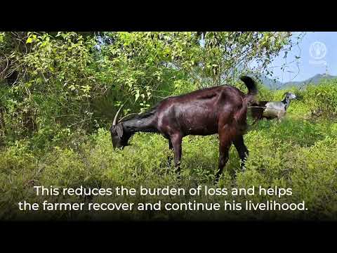 Goat Insurance for Safety and Security